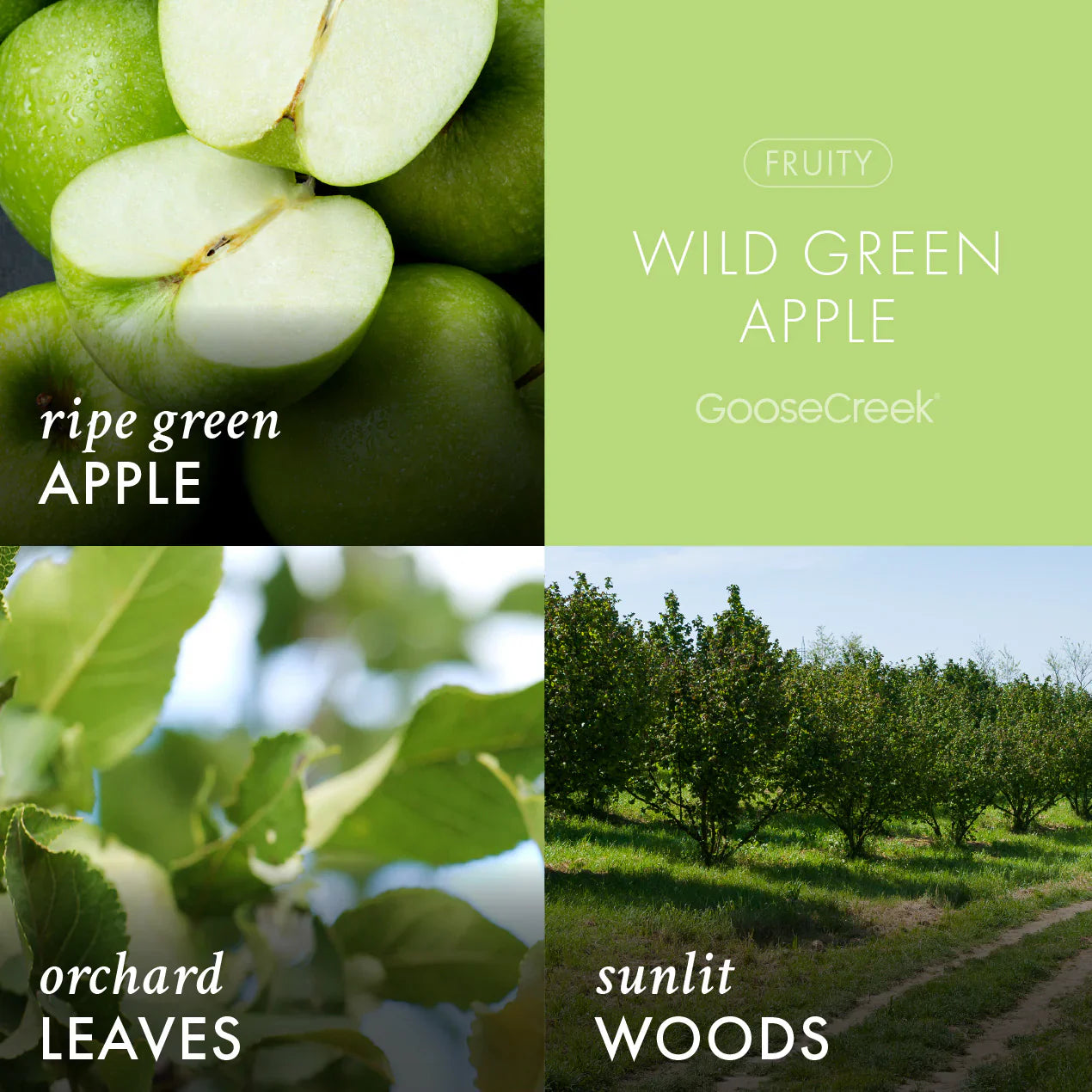 Wild Green Apple 3-Wick Candle